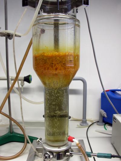 Devil's claw hairy root cultures